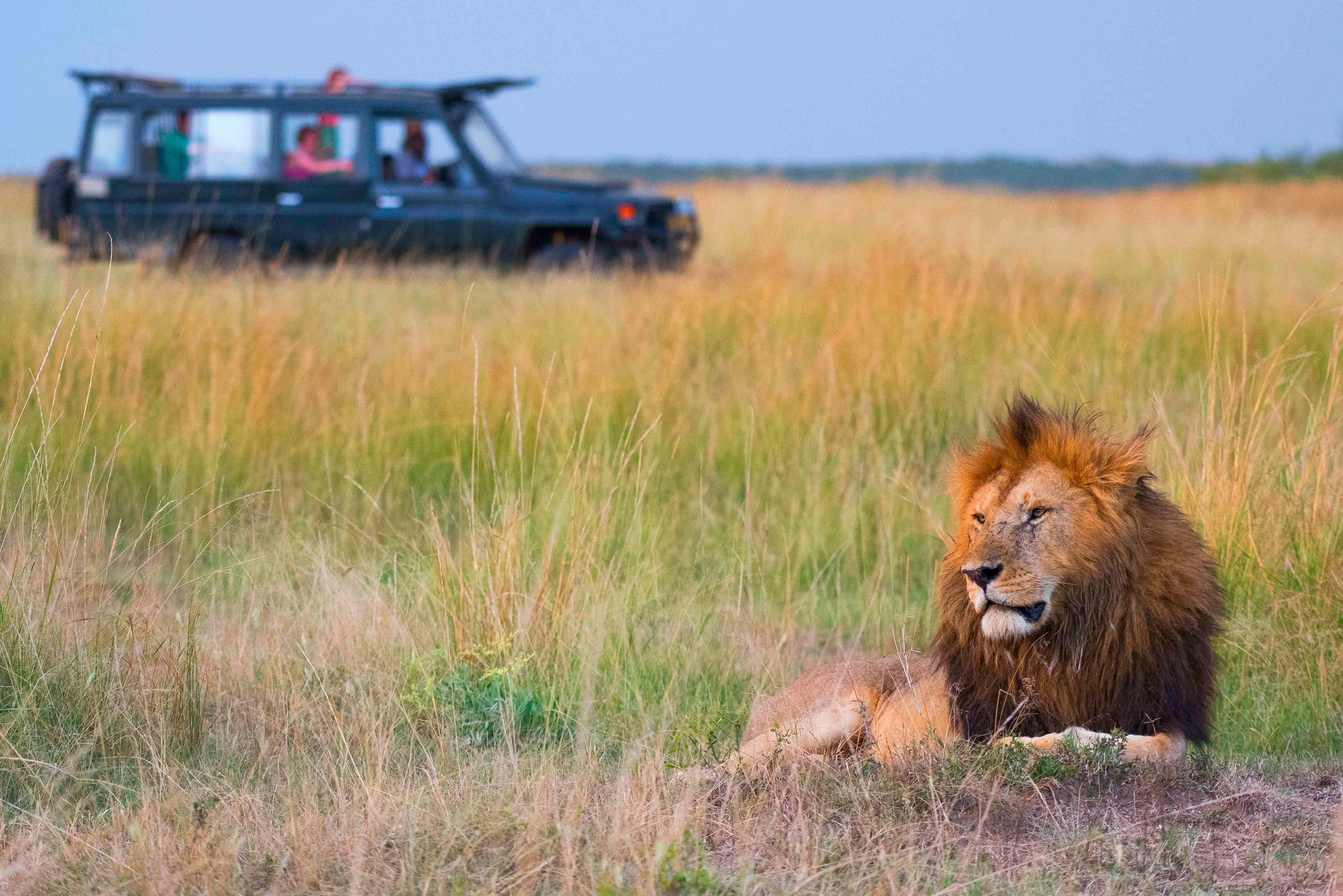 safari of lions