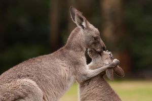 Mother Kangaroo & Baby