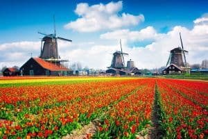 Holland in Bloom