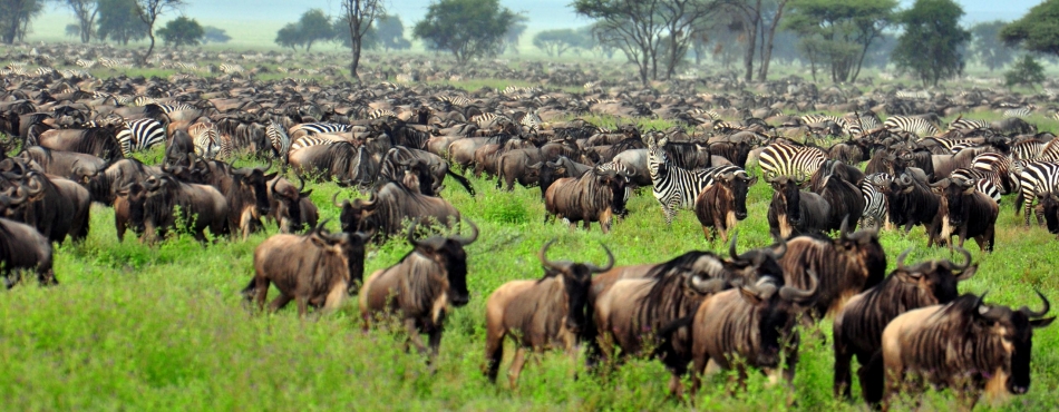 Africa’s Great Migration