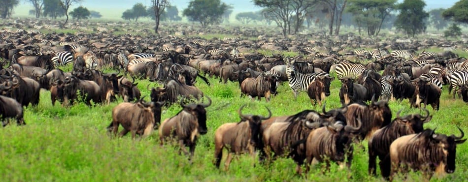 Africa’s Great Migration