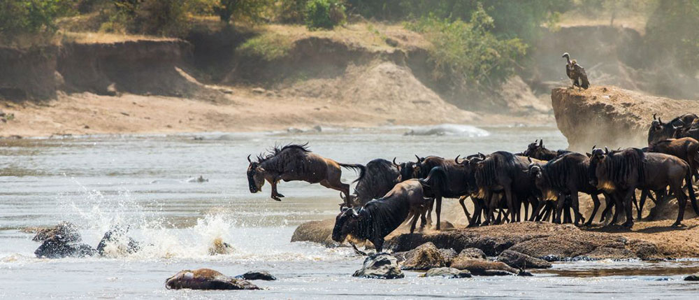 Africa’s Great Migration 1
