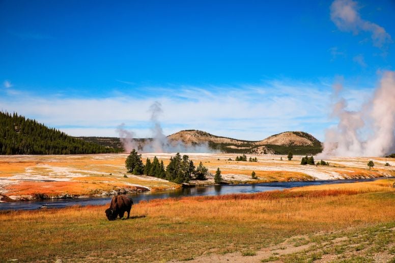 Yellowstone & Frontier Farms