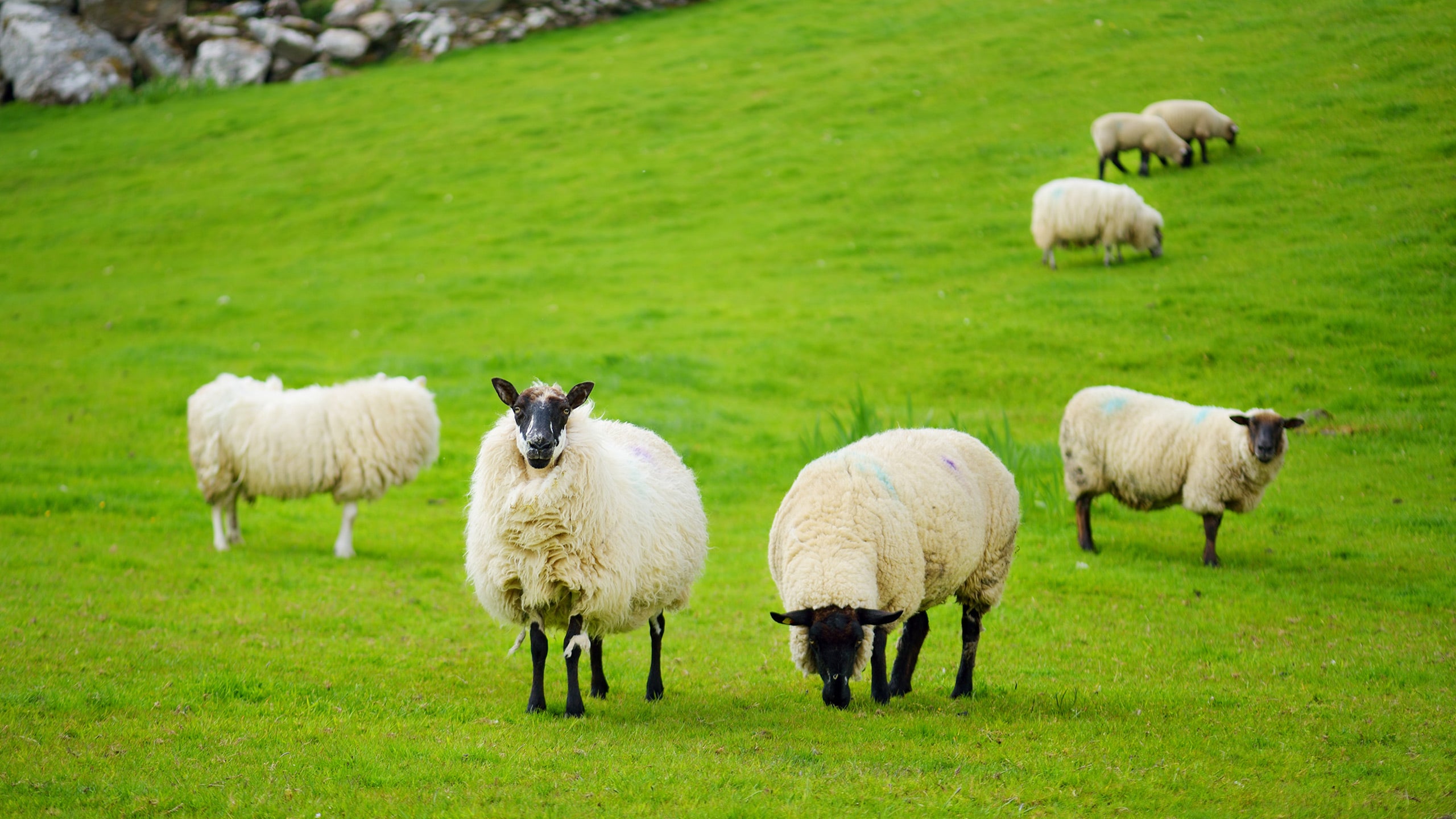 Agricultural Splendor of the Emerald Isle