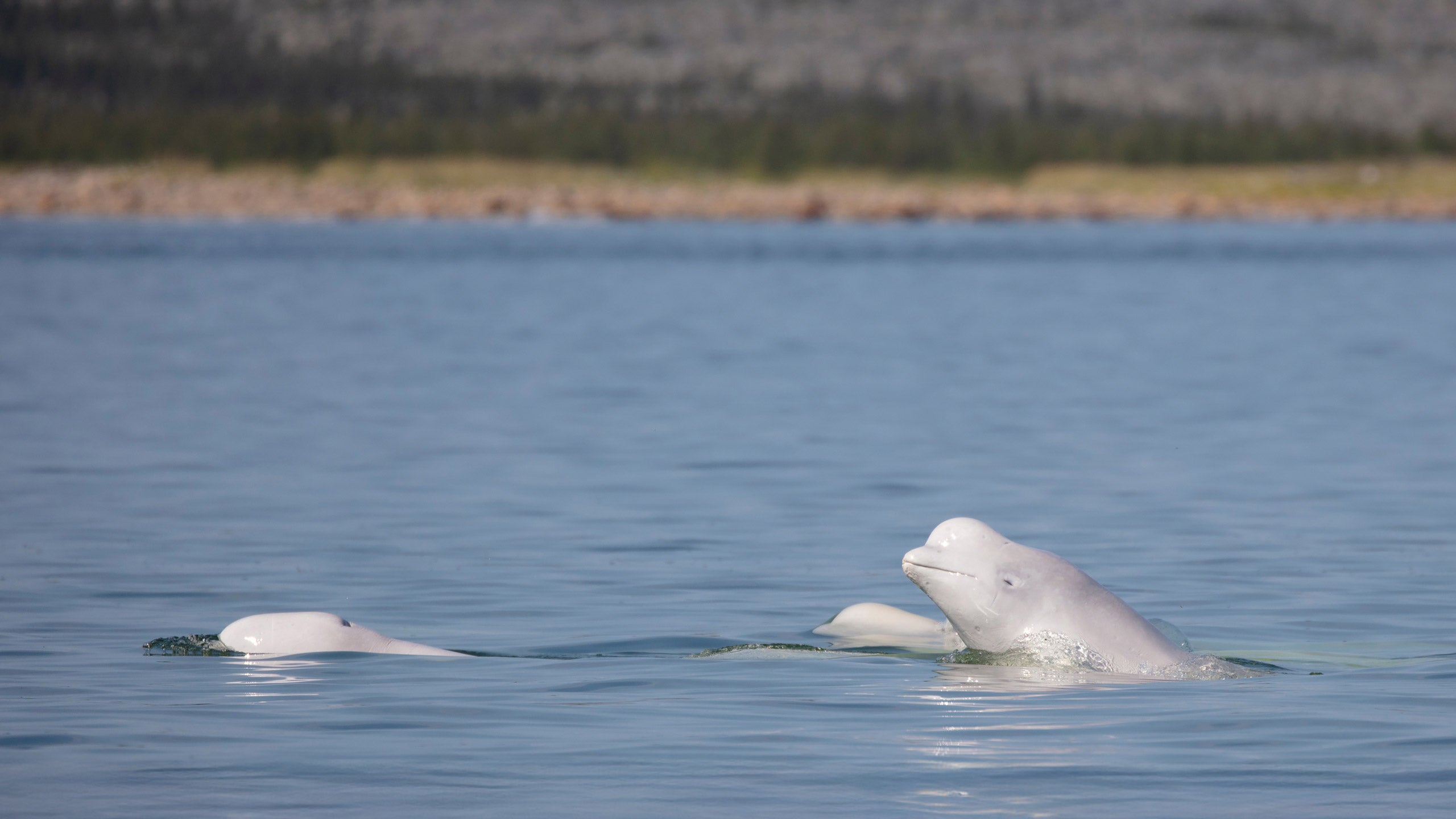 Canadian Arctic Adventure - WEBE