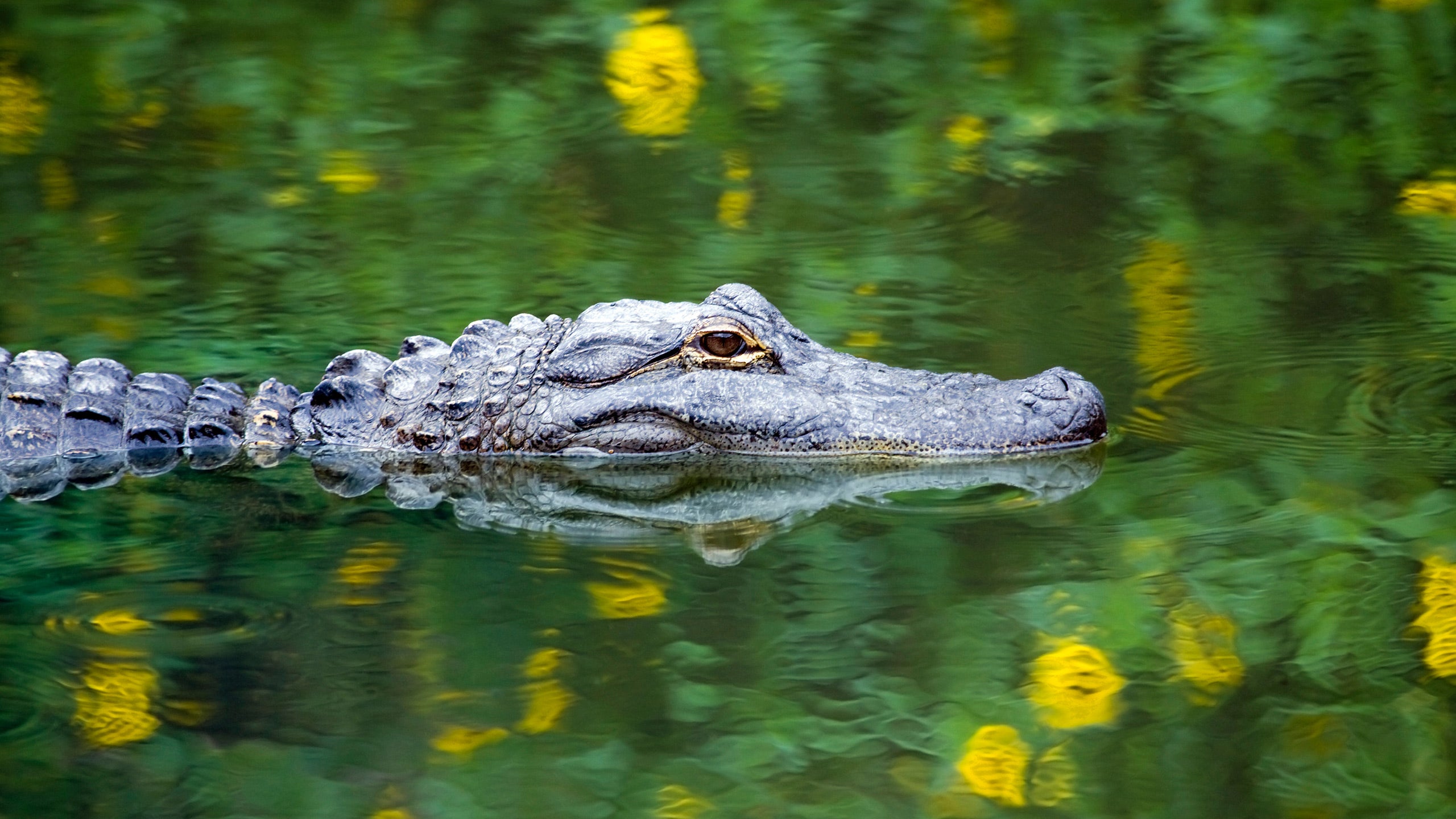 Sawgrass Recreation Park