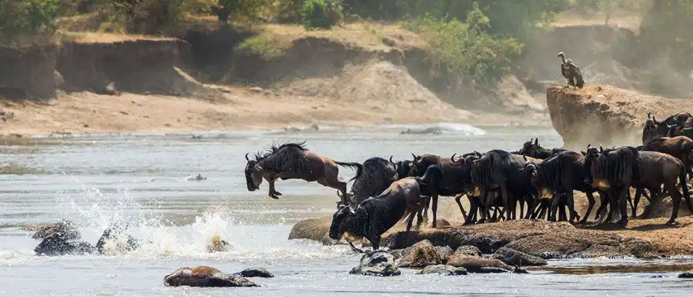 Africa's Great Migration