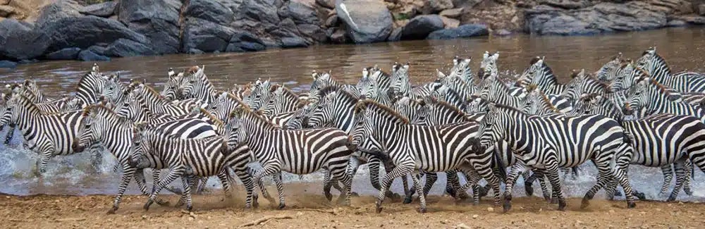 Africa's Great Migration