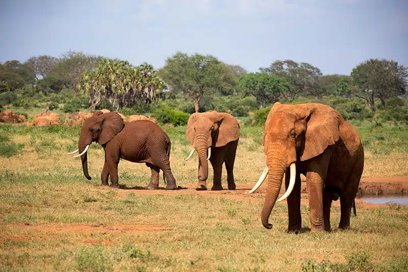 Elephant Orphanage