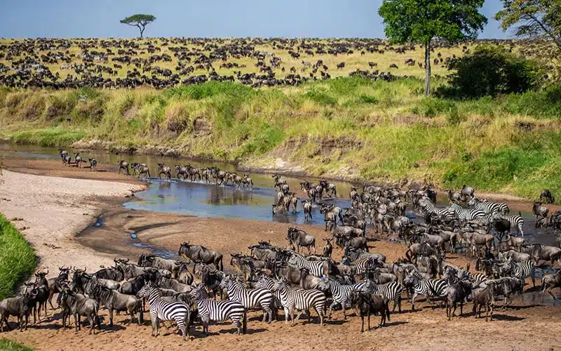 The Great Migration