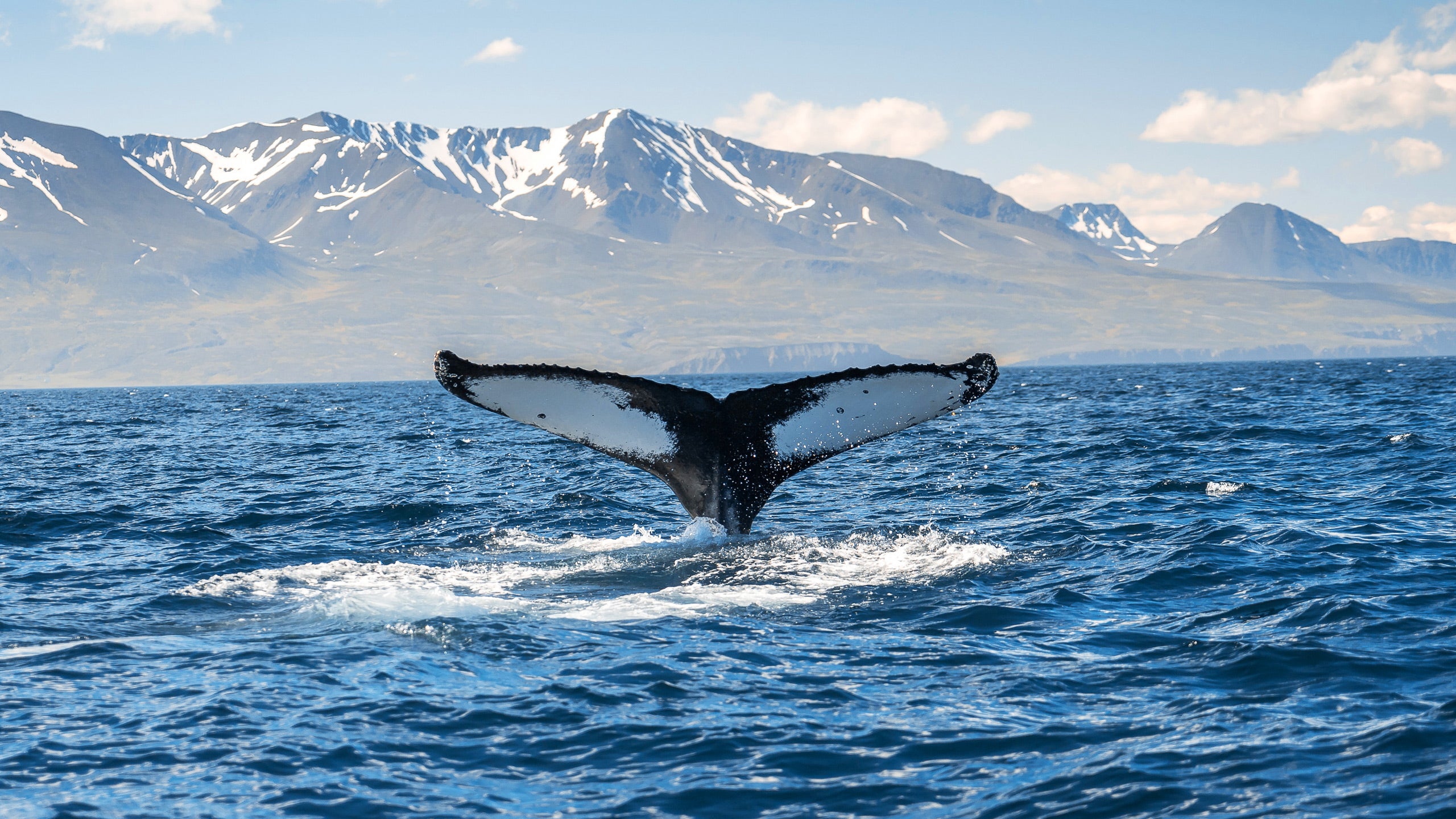 Humpback Whale