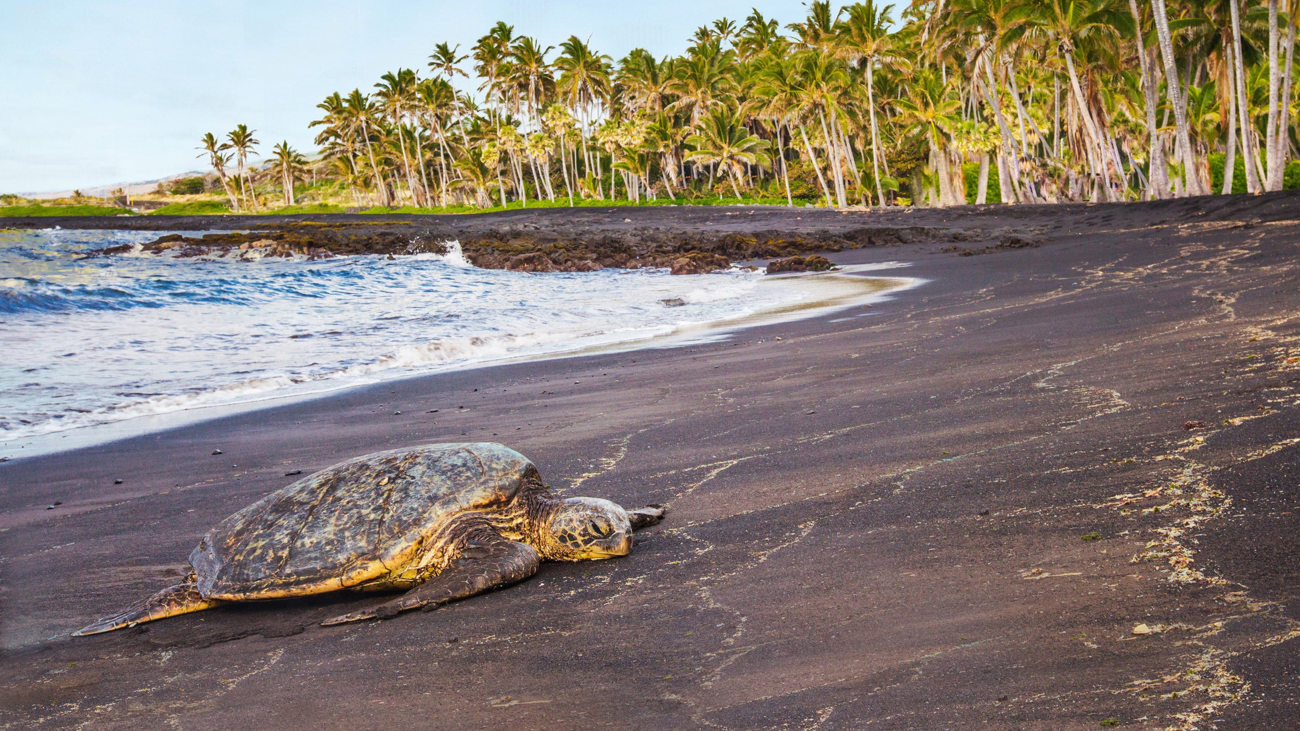 Punalu‘u Black Sand Beach