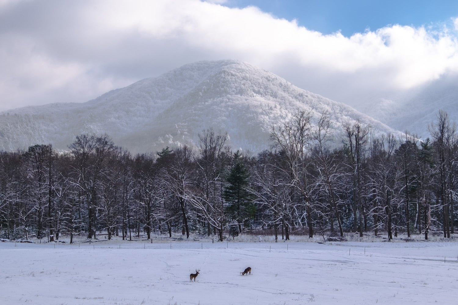 Smoky Mountain Christmas 