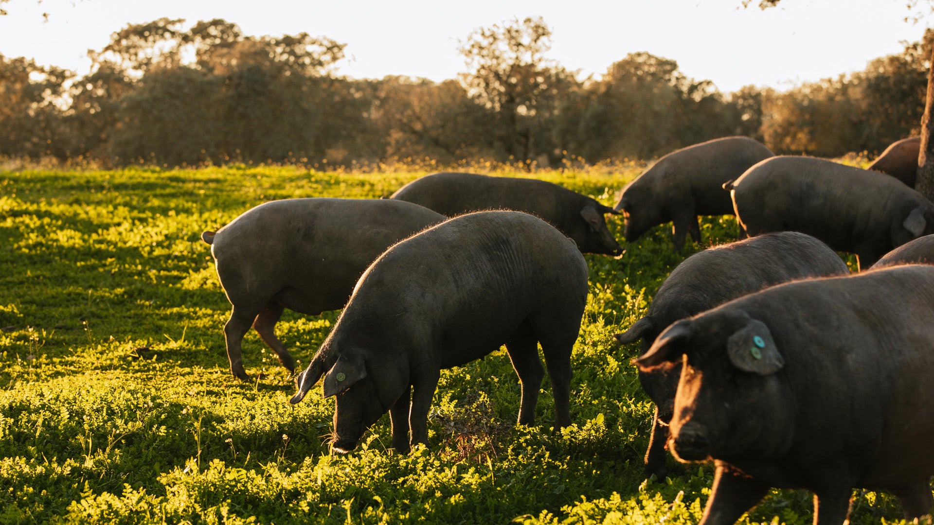 Jamones Eiriz Iberian pork production tour