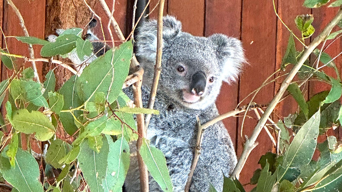 Lone Pine Koala Sanctuary