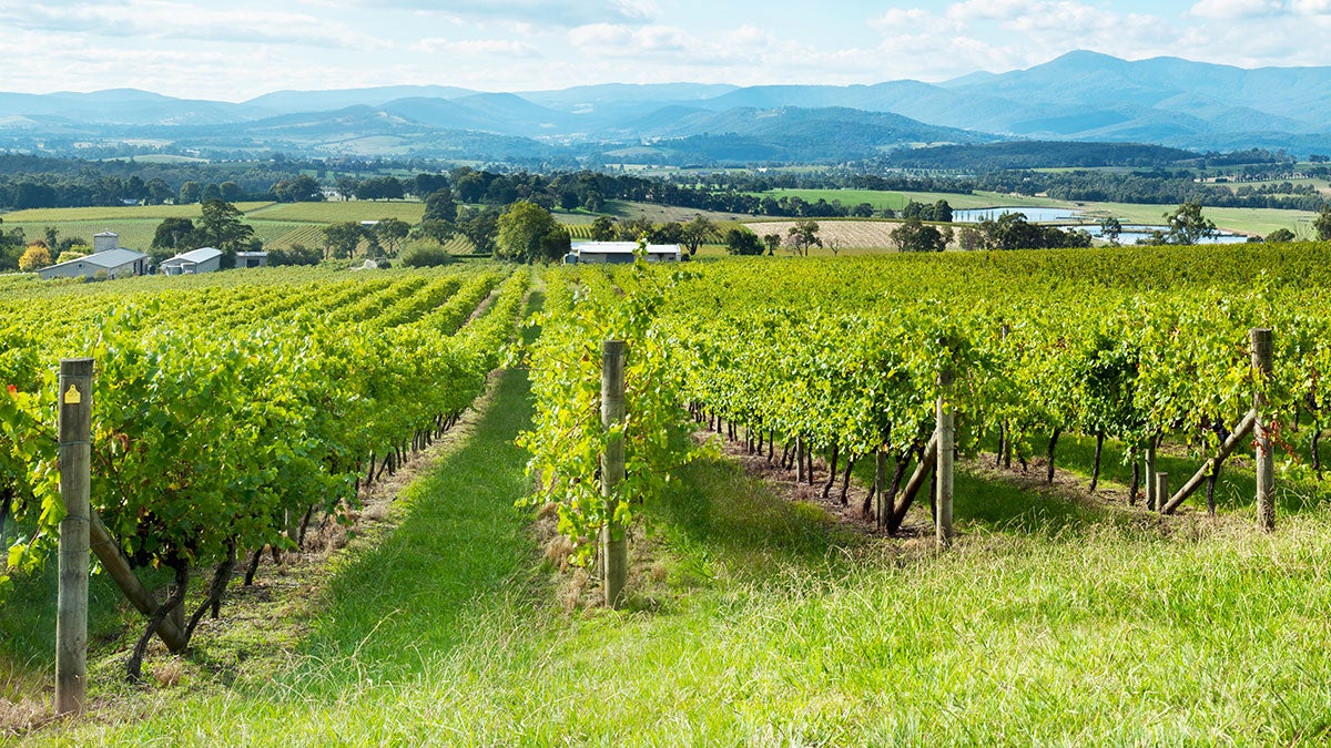 Yarra Valley Wine Tasting at Chandon Australia