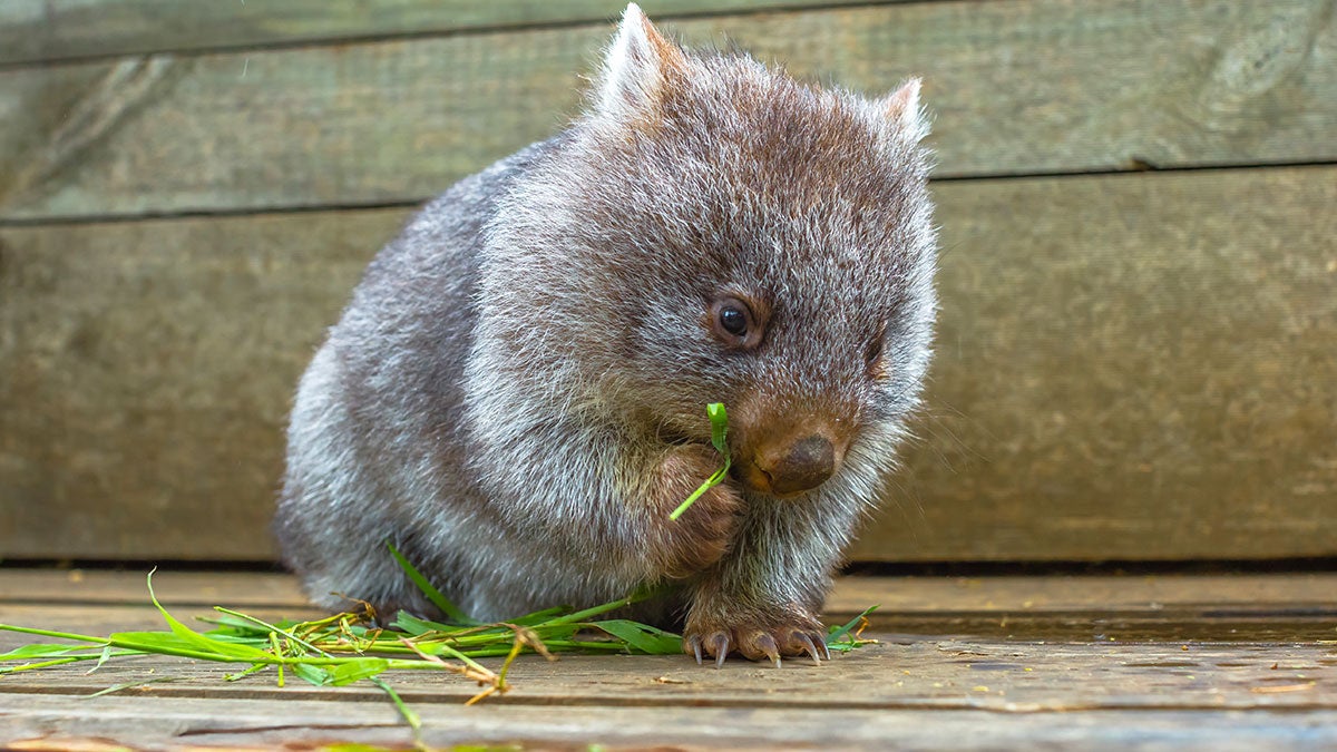 Bonorong Wildlife Sanctuary