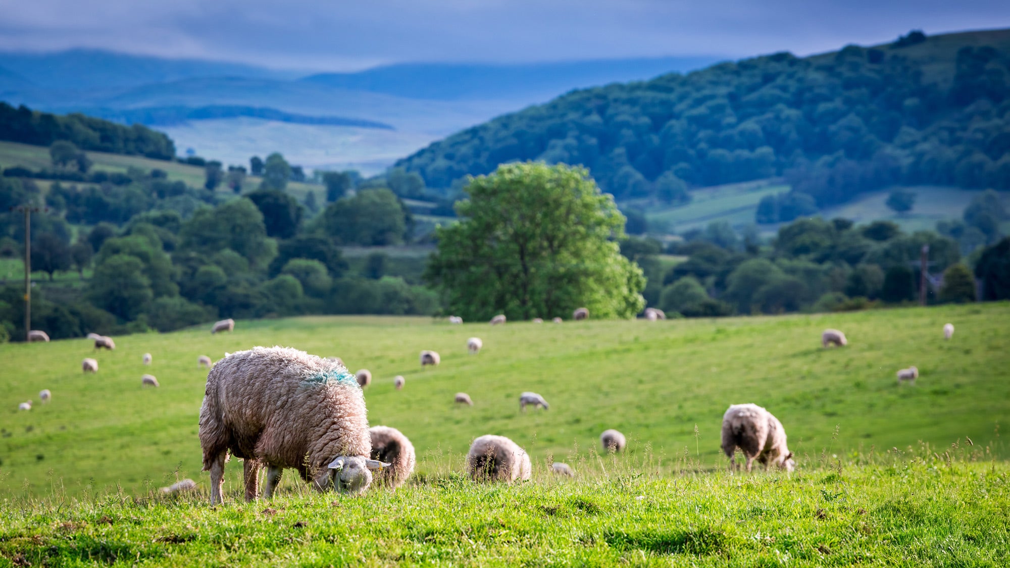 INLU - London, Wales & Lake District