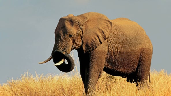 Southern Africa's Wild Wonders: Land & Water Safari - Online Travel Show