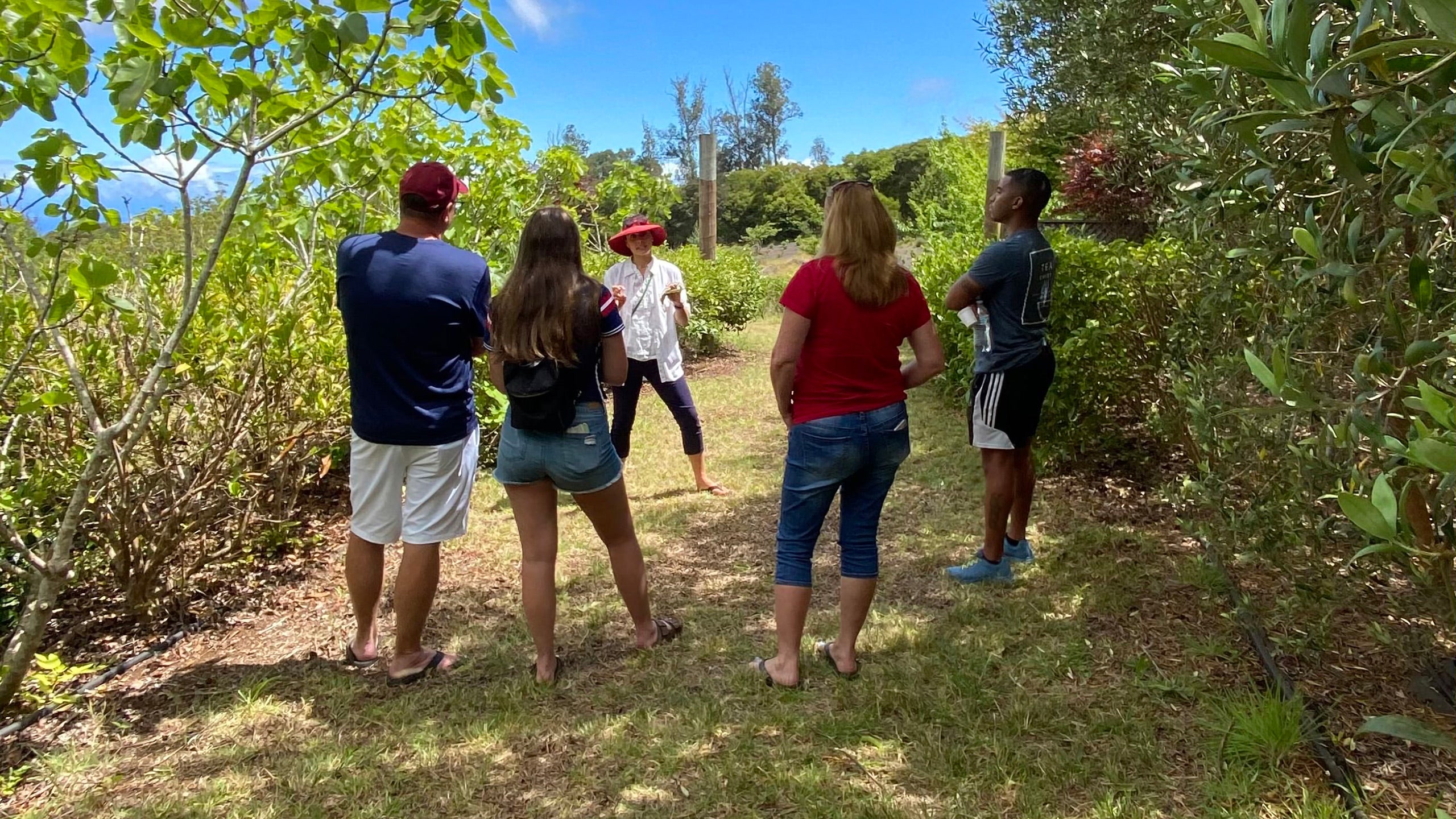 Maui Tea Farm
