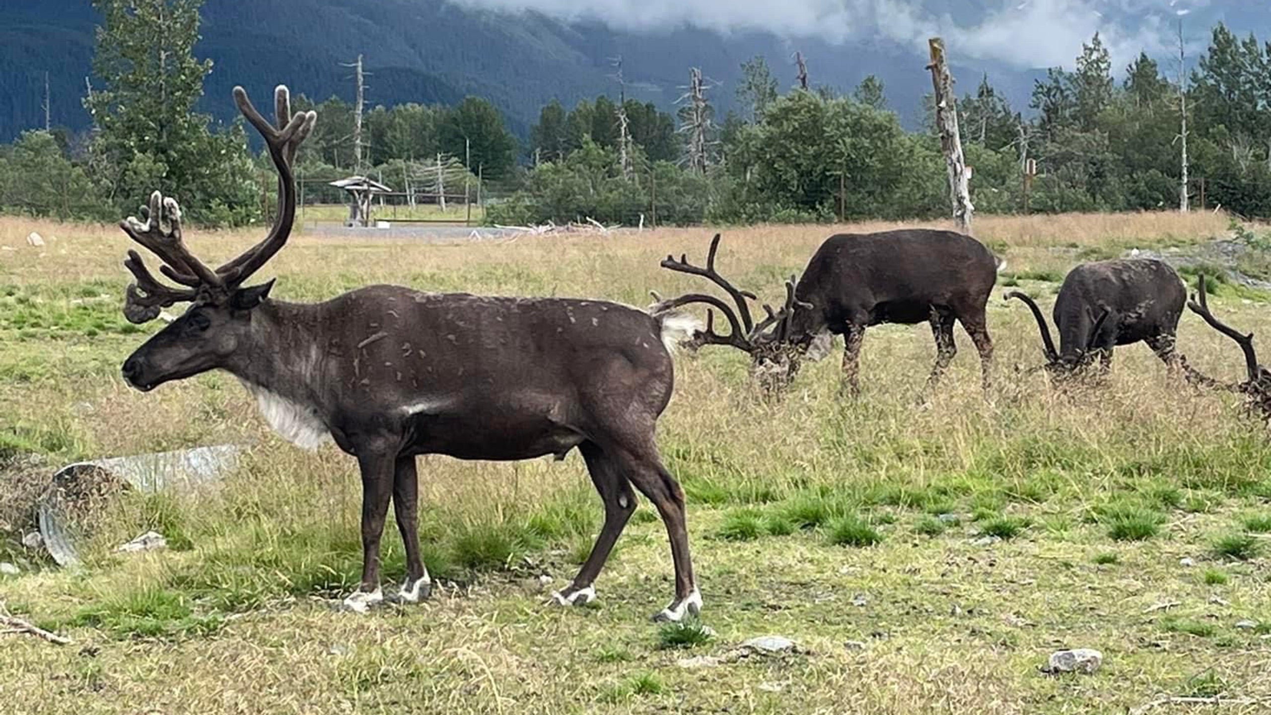 Alaska Wildlife Conservation Center