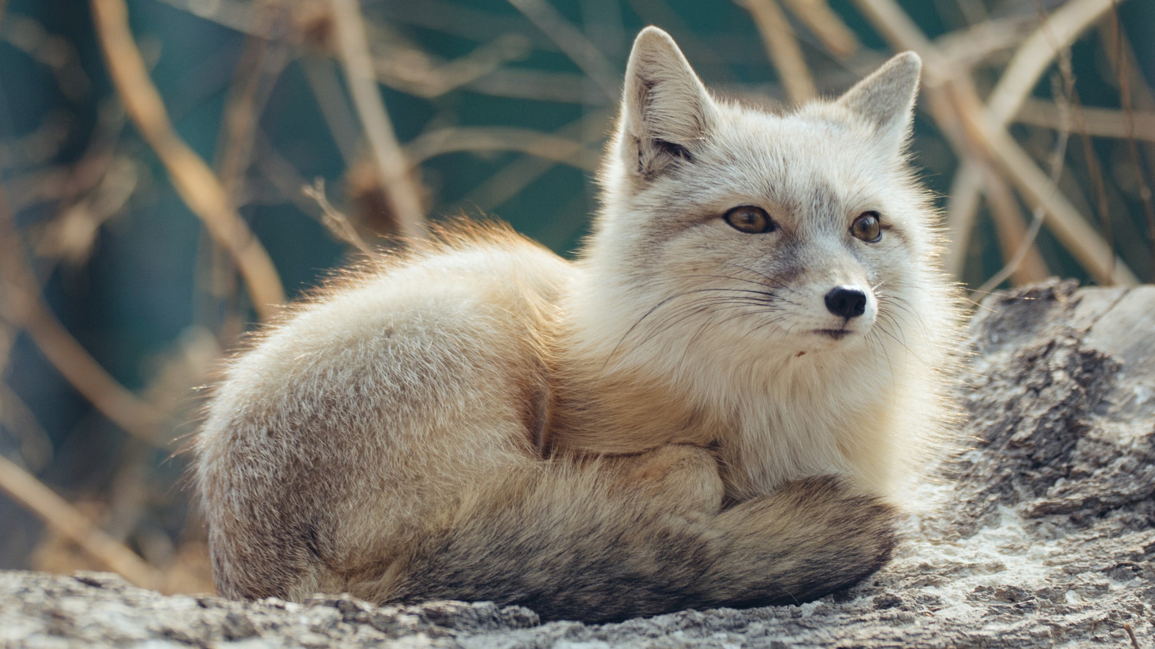 Wildlife