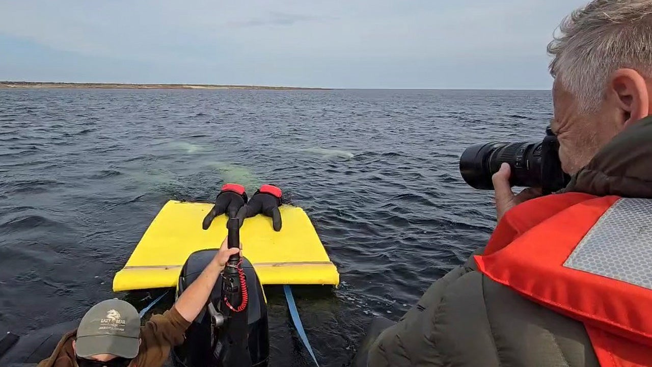 Beluga AquaGliding™ - WEBE