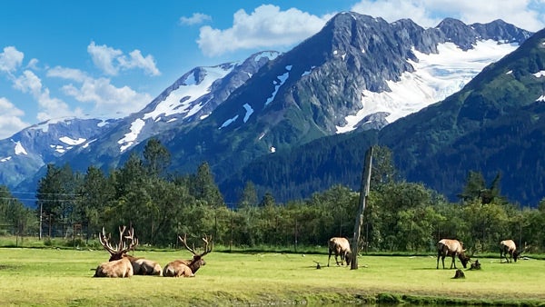 Alaska Wildlife Conservation Center