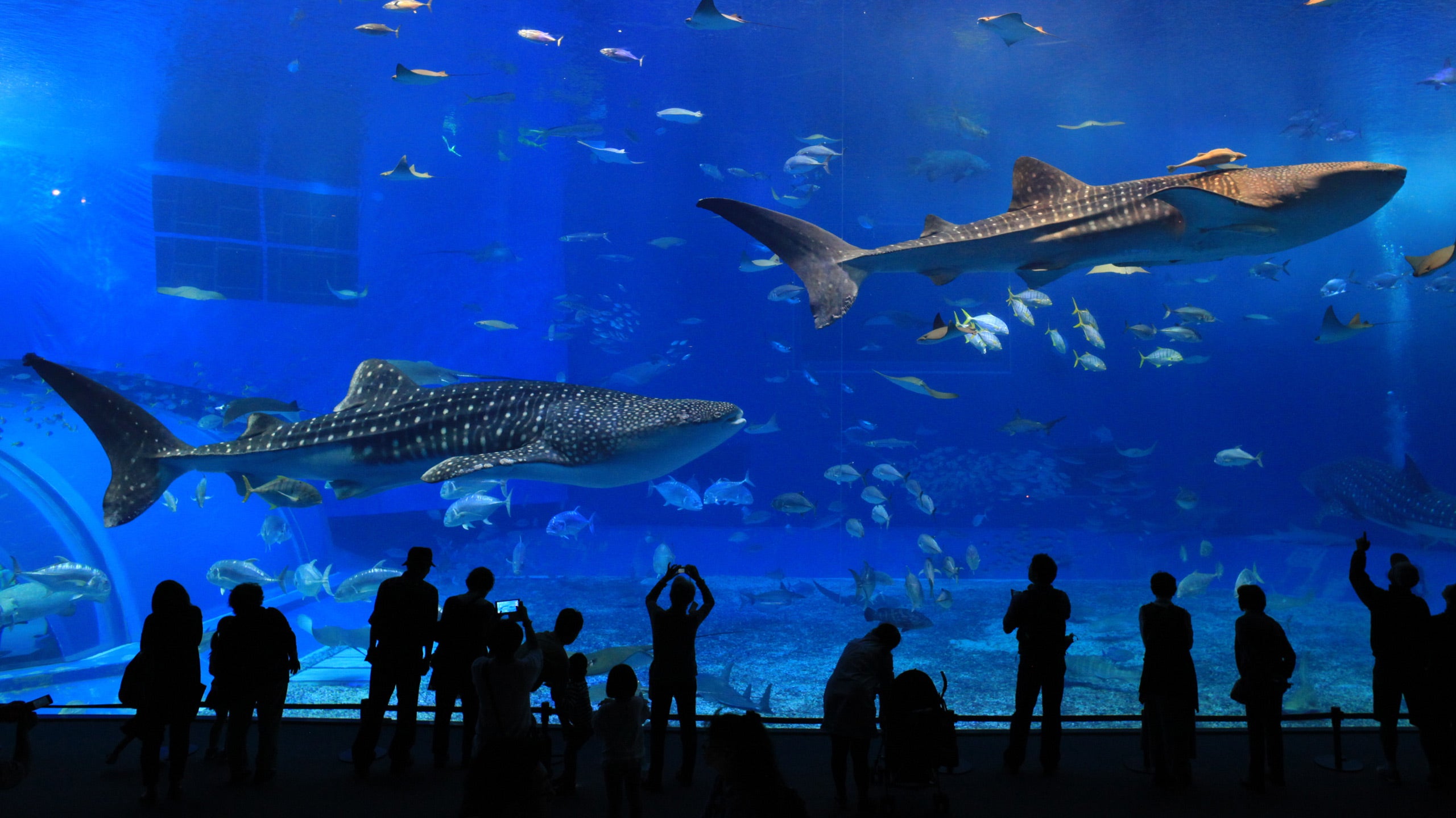 Georgia Aquarium