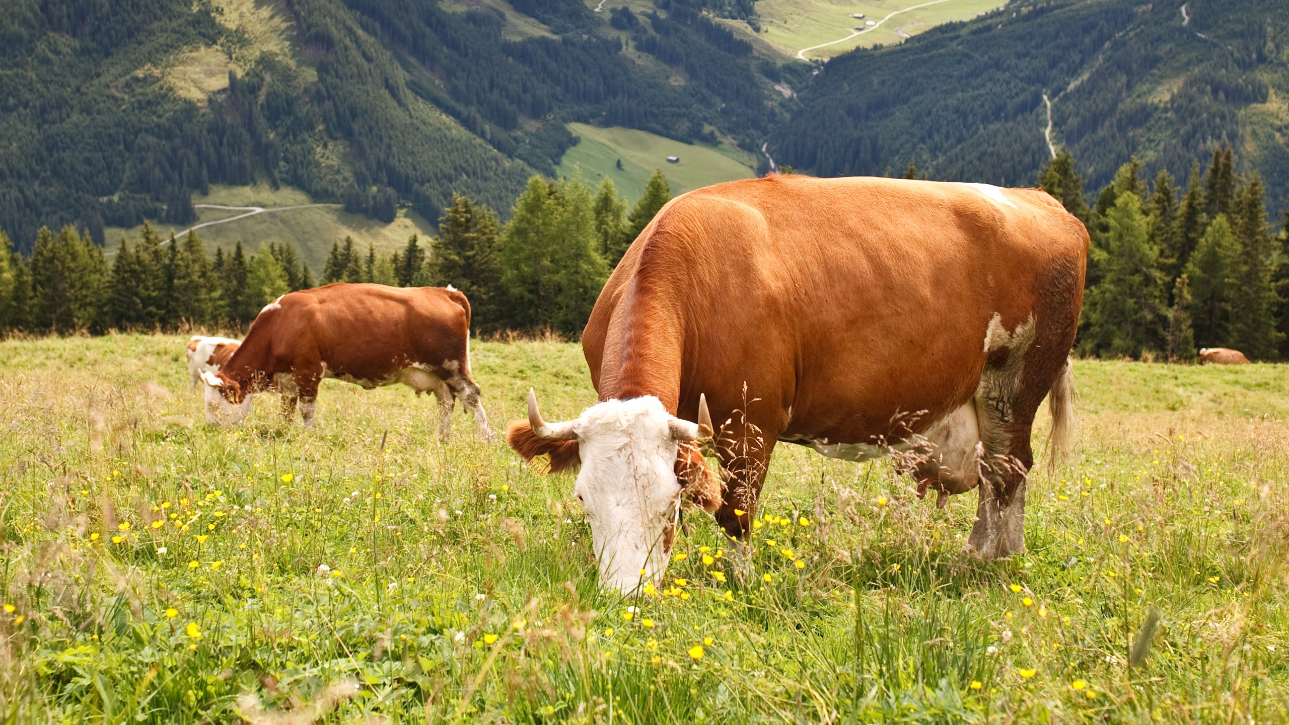 Oberndorf Farm