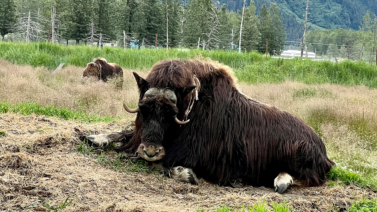 Alaska Wildlife Conservation Center