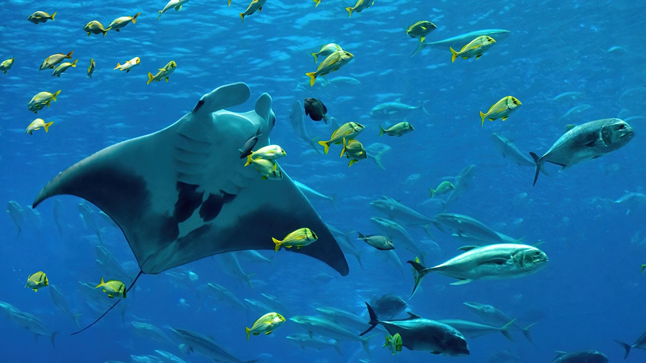Georgia Aquarium