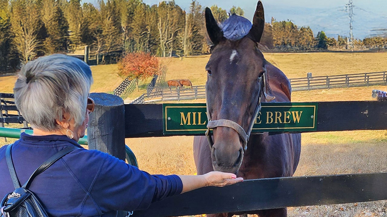 Old Friends at Dream Chase Farm