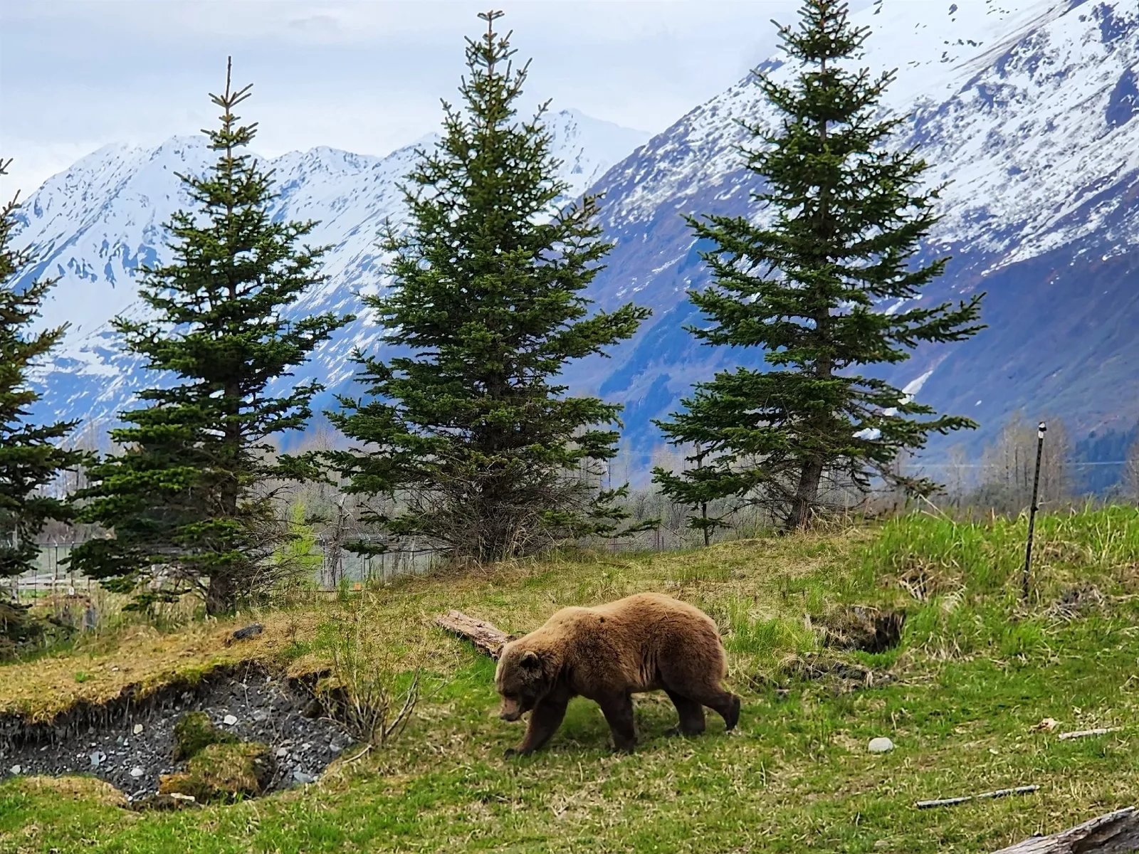 Guest image of a bear at Alaska Wildlife Conservation Center