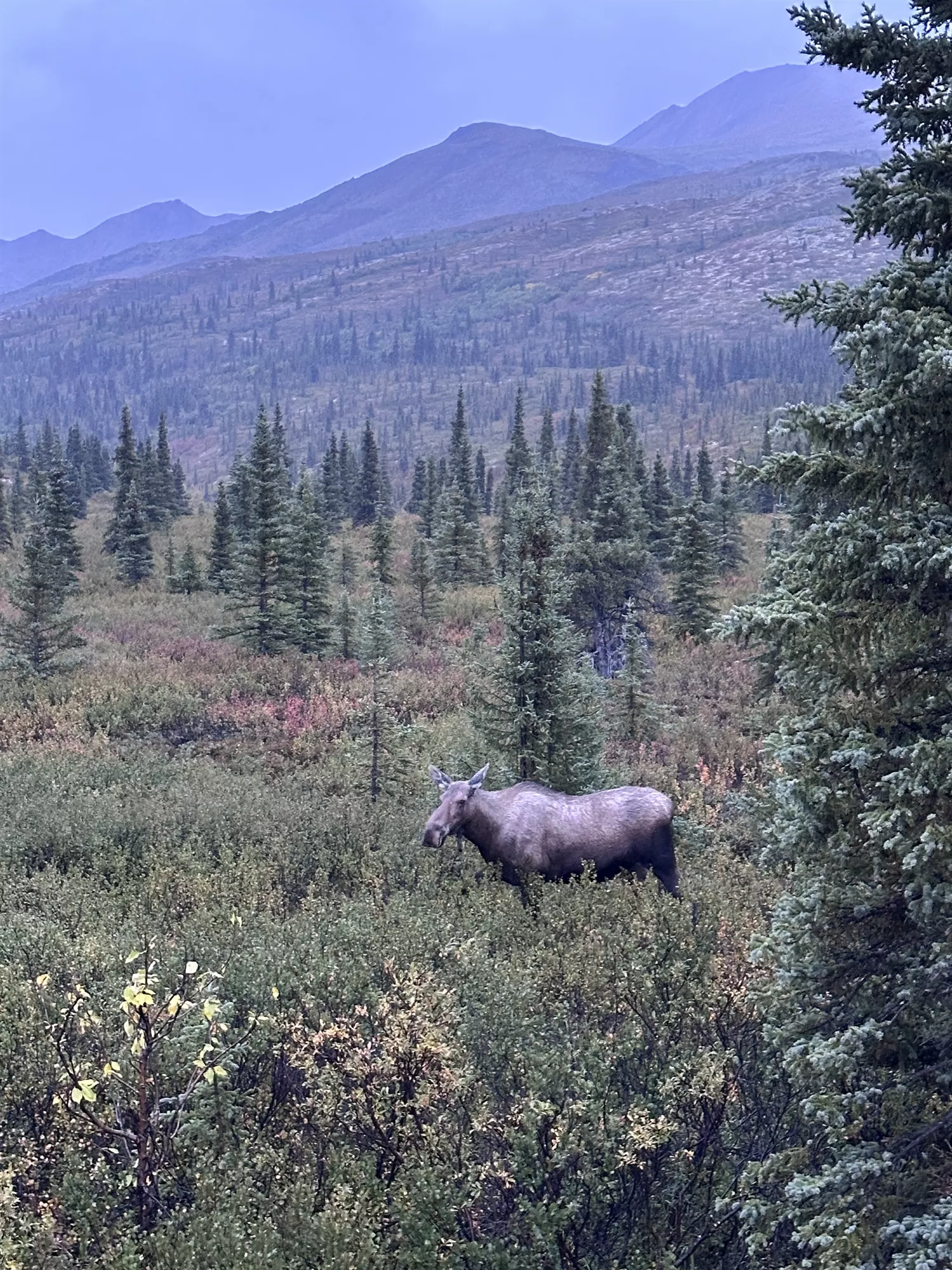 Guest photo of moose on our Alaska Agriculture & Kenai Fjords tour