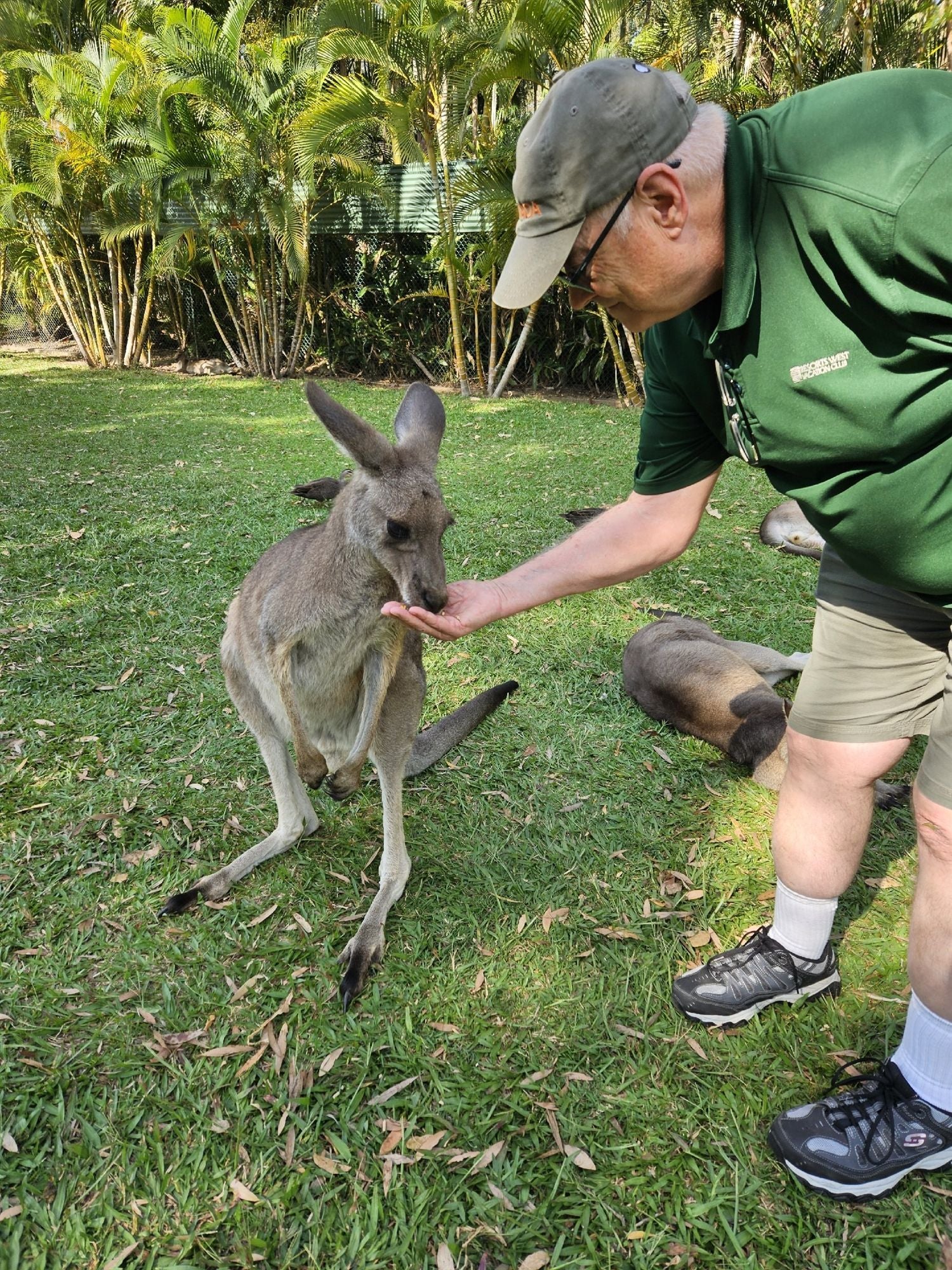 Guest feeding a kangaroo at Australia Zoo