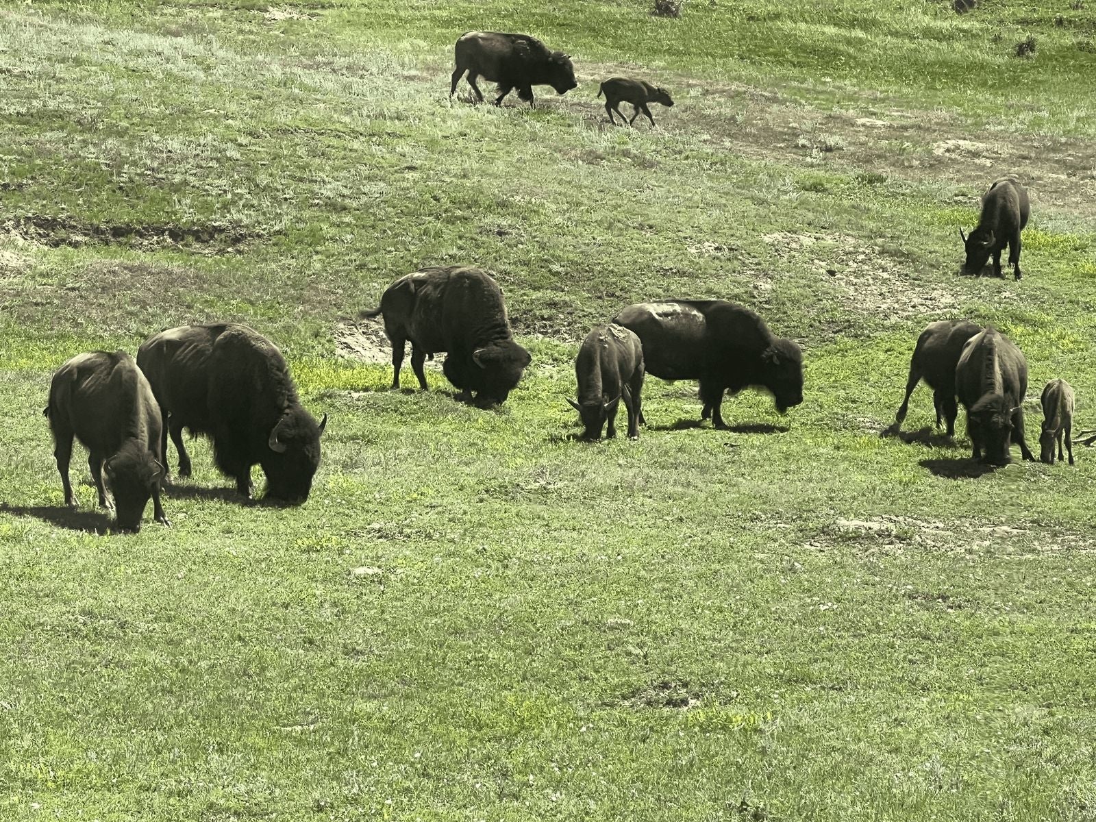 Guest photo of bison at Theodore Roosevelt National Park