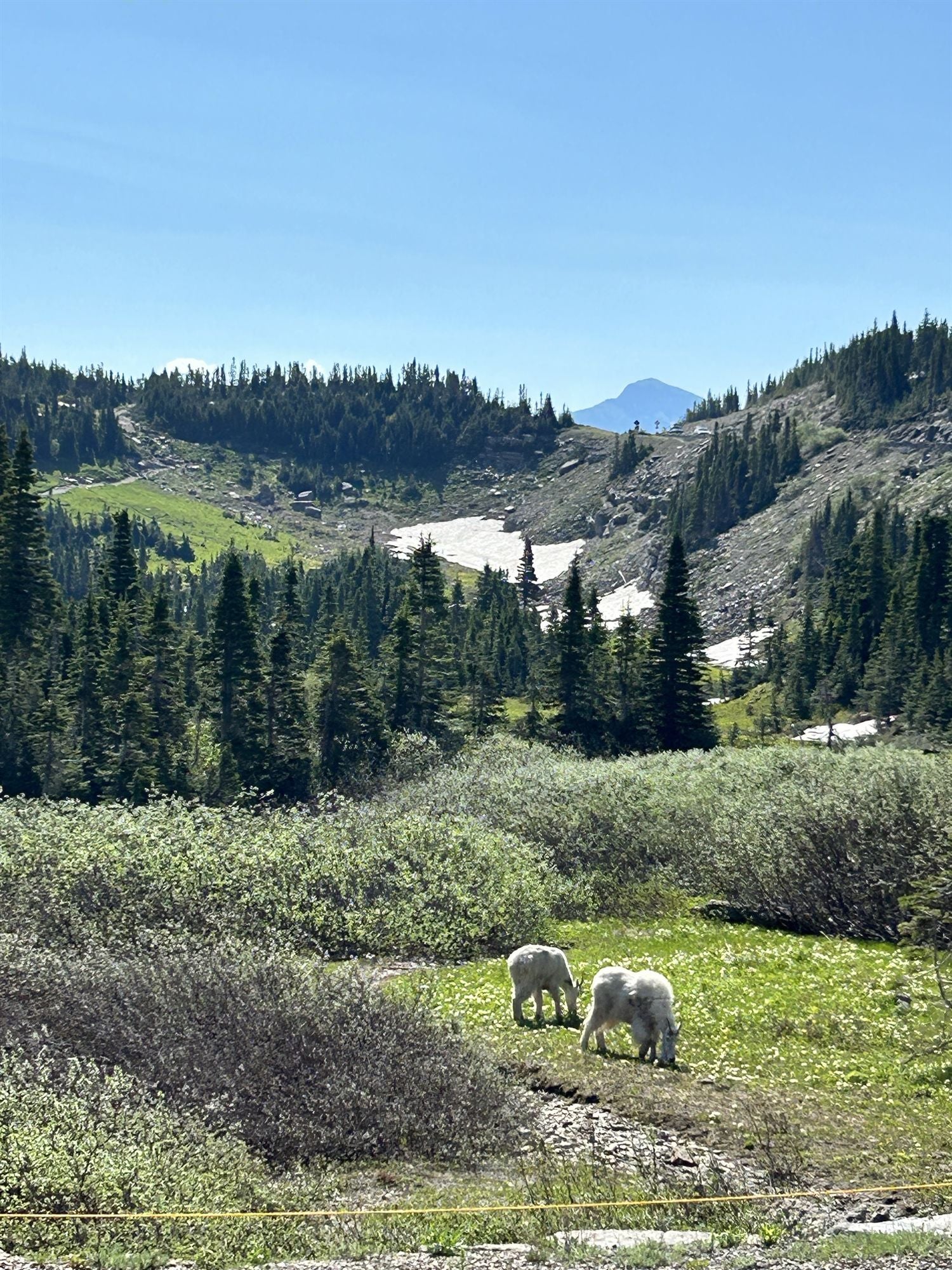 Guest photo of mountain goats at Glacier National Park