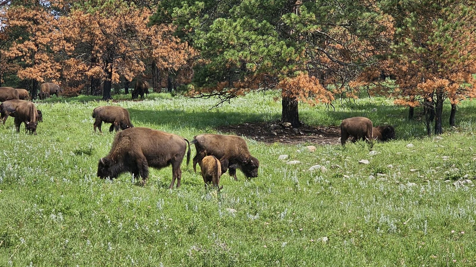 Guest photo at Custer State Park, Buffalo Safari Jeep Tour