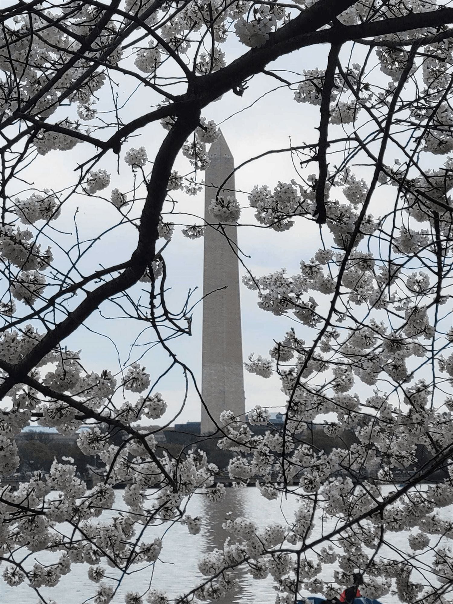 Guest photo of the Washington Monument through cherry blossoms