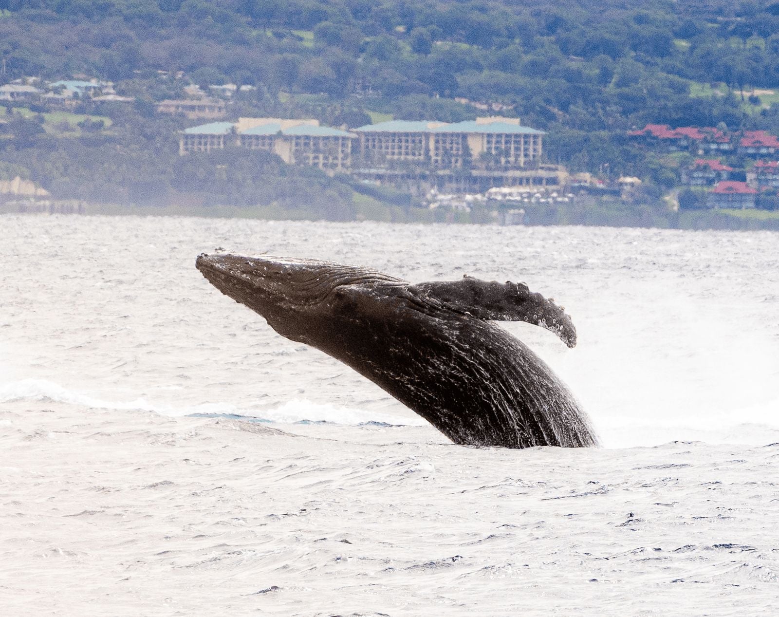 Guest photo of whale in Maui