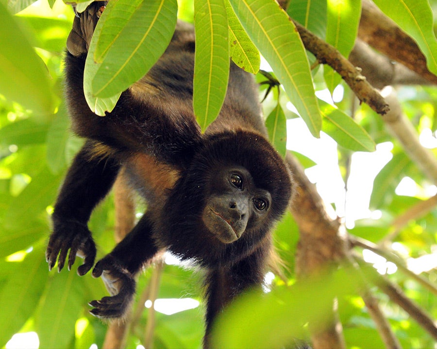 Lush Jungles, Misty Rainforests & Wildlife