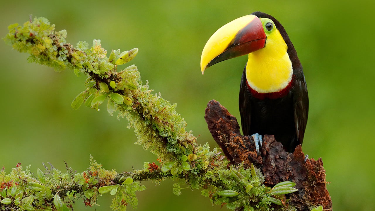 Costa Rica Rainforest Adventure - Online Travel Show
