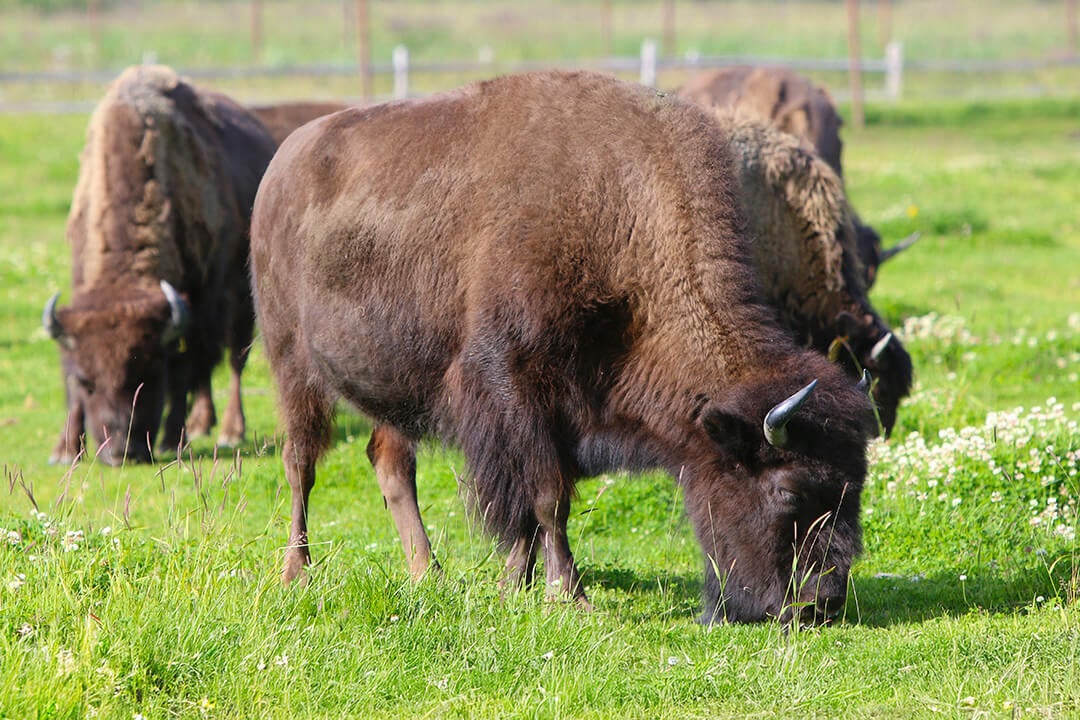 Alaska Wildlife Conservation Center