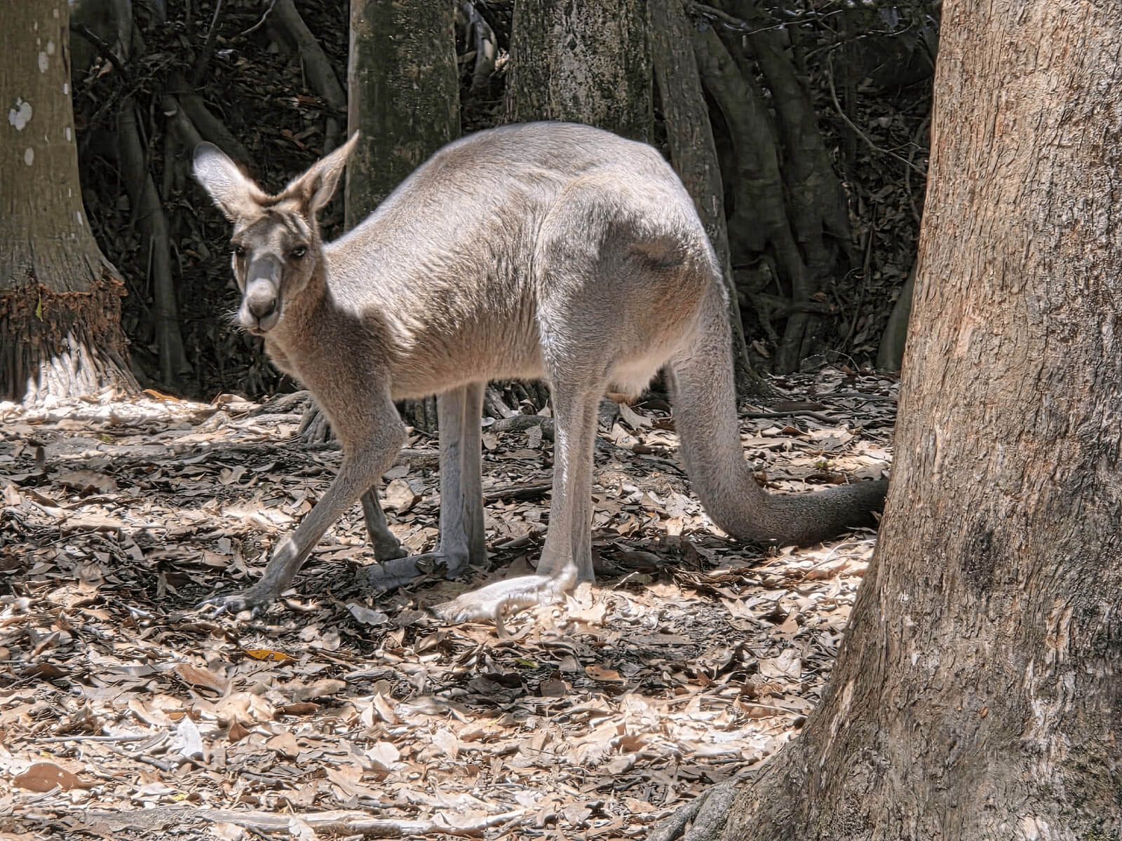 Guest photo of Kangaroo at Australia Zoo
