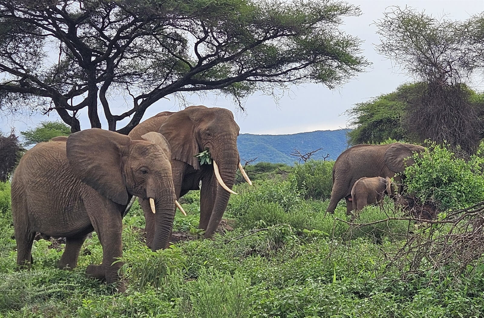 Guest photo of elephants at Lake Manyara National Park