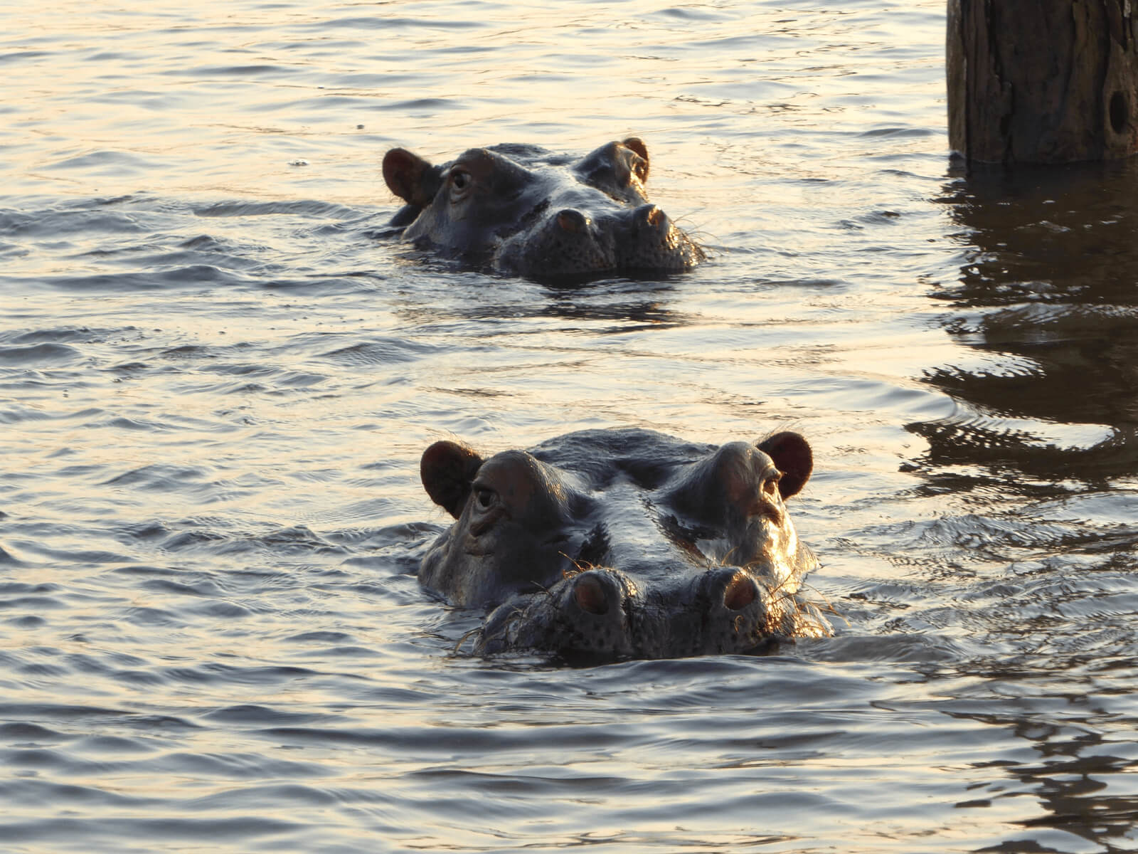 Guest photo of hippopotamus