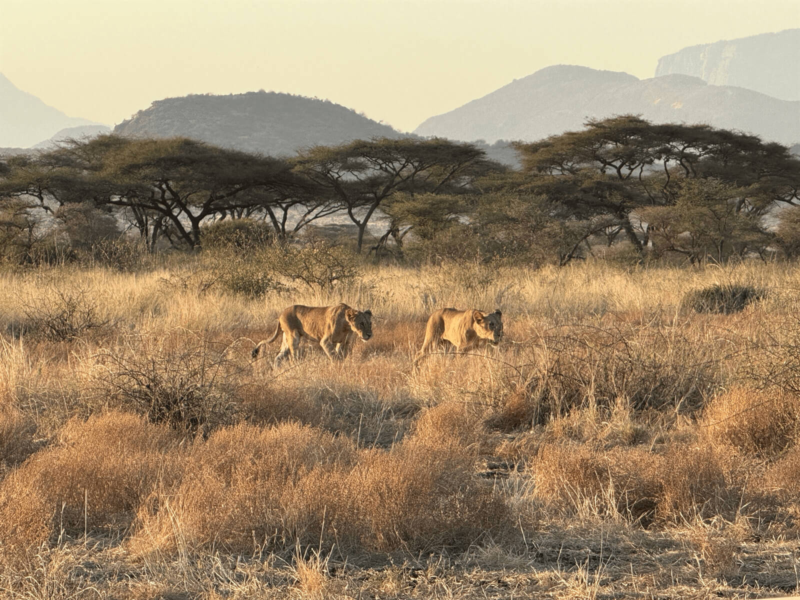 Guest photo of lions in Kenya