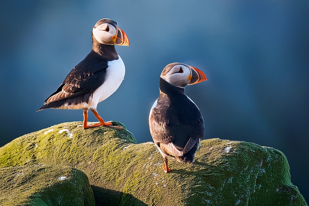 Wildlife