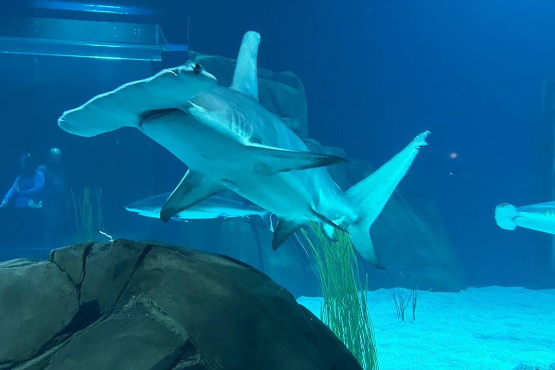 Georgia Aquarium